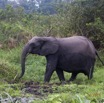 063 LOANGO 2 Akaka Riviere Rembo Ngove Nord Berge et Mammalia Proboscidea Elephant Loxodonta africana cyclotis 15E5K3IMG_106907wtmk.jpg